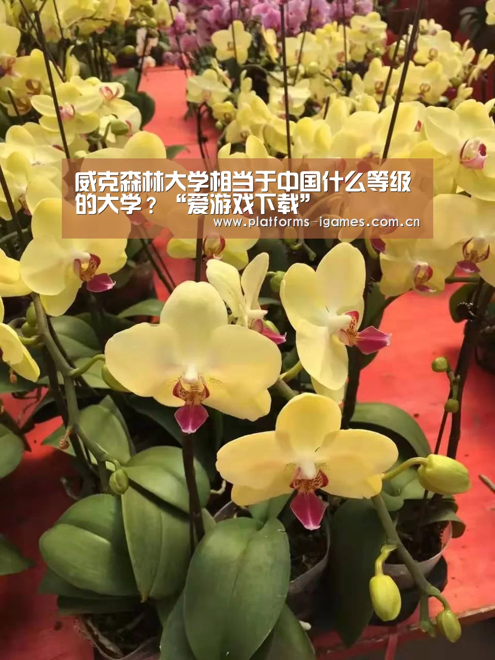 威克森林大学相当于中国什么等级的大学?“爱游戏下载”(图1) 爱游戏平台